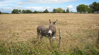 Saint Laurent Medoc-gironde