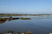 DELTA DE LA LEYRE - AUTOUR DU PARC ORNITHOLOGIQUE DU TEICH-gironde
