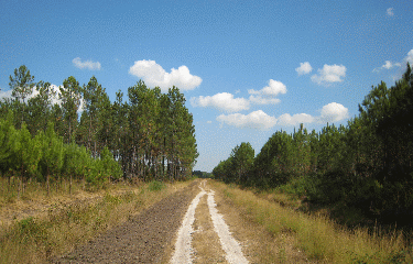 Castelnau de Medoc-gironde