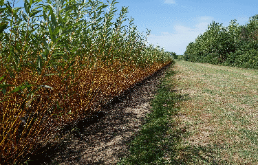 RANDONNEE EN SUD REOLAIS-gironde