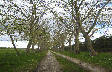 Sauternes et Bommes -gironde