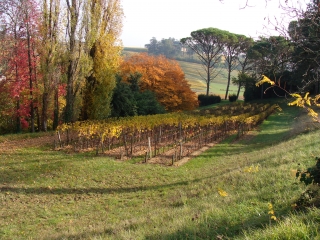 SAINT-HIPPOLYTE PAR SAINT-ETIENNE-DE-LISSE 15KM-gironde