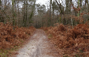 CAVIGNAC - MARCENAIS - BOUCLE DE 15.8 KM-gironde