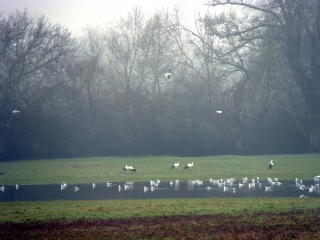 SAVIGNAC-DE-L ISLE - 15KM-gironde
