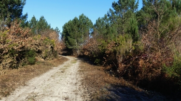 LE PORGE -  PAS DU BOUC - GR8 - CHEMIN DE SAINT-JACQUES - CANAL DES ETANGS-gironde