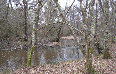 SAINT MEDARD EN JALLES-gironde