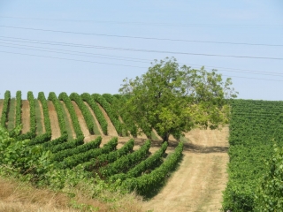 MOMBRIER 7 KM-gironde