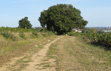 COMPS - ST-SEURIN-DE-BOURG - 9 KM-gironde