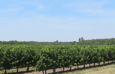 ST GIRONS D AIGUEVIVES 7.7 KM-gironde