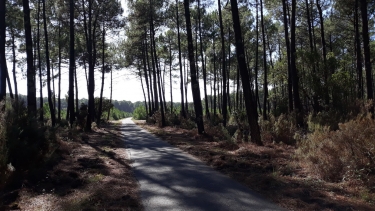 GRAND-CROHOT - LE PORGE ET RETOUR - PLAGE ET FORETS-gironde