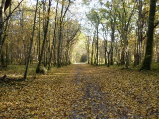 LISTRAC-DE-DUREZE - BOUCLE DE CAYFAS-gironde