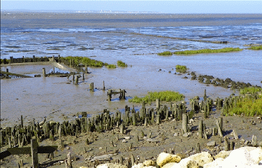 AUDENGE - DOMAINE DE CERTES-gironde