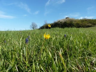 CAZAUGITAT PAR LA BUTTE DE LAUNAY-gironde