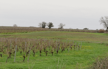 RANDO ST ANDRONY 8 KM-gironde