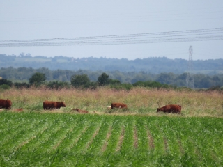 RANDO BRAUD ET ST LOUIS 12 KM-gironde