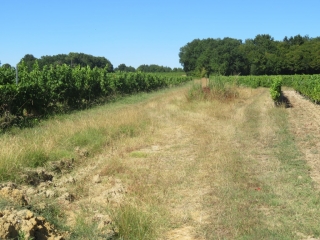 RANDO CEZAC 7.3 KM-gironde