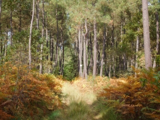 RANDO LEOGNAN 7.9 KM-gironde