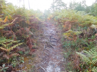 RANDO LEOGNAN 7.9 KM-gironde