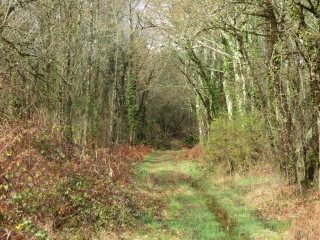 RANDO ST SAVIN DE BLAYE 10.1 KM-gironde
