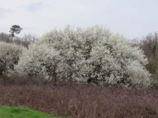 RANDO ST VIVIEN DE BLAYE 10.76 KM-gironde