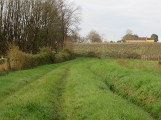 RANDO TEUILLAC 9.7 KM-gironde