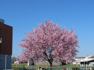 BLANQUEFORT - CHATEAU FONGRAVEY 8.62 KM-gironde