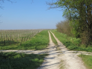 RANDO MARCILLAC 11 KM-gironde