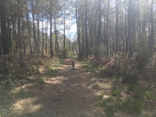 LE PIAN-MEDOC - BALADE PEDESTRE JALLES - ETANG - SOUS BOIS-gironde