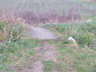 RANDO SAINT-CIERS-DE-CANESSE 10.4 KM-gironde
