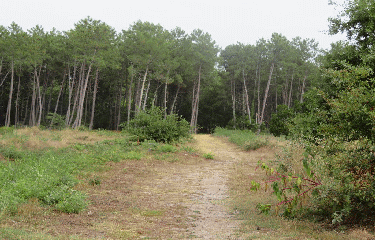RANDO LA TESTE DE BUCH 10.45 KM-gironde