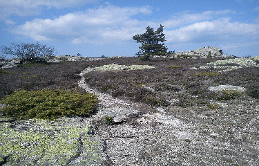 MASSIF DU CAROUX-herault