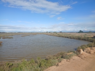 PORTIRAGNES - LA GRANDE MAIRE- ROSELIERE-herault