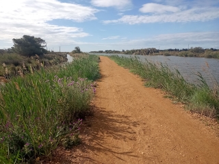PORTIRAGNES - LA GRANDE MAIRE- ROSELIERE-herault
