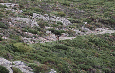 ARETE DE ST EUTROPE-herault