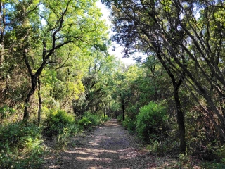 MONTARNAUD-LES ARGELIERS  RANDO D éTé DANS LE BOIS DE LA ROUVIèRE-herault