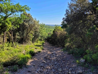 MONTARNAUD-LES ARGELIERS  RANDO D éTé DANS LE BOIS DE LA ROUVIèRE-herault