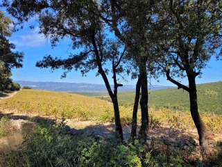 LA BOISSIERE - RANDO AVEC DE BEAUX PANORAMAS ET DENIVELES (~640 M AU TOTAL)-herault