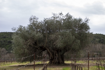 LES RENCONTRES INSOLITES CESSENON-herault