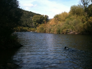BORD DE L HERAULT-herault