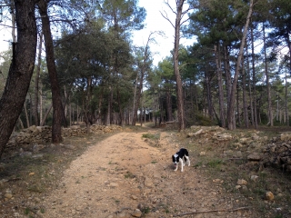 FORET DE LA BOISSIERE-herault
