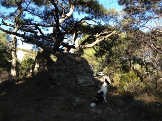 MAS AUBERT - ROC DE LA VIGNE-herault