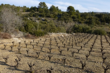 LA PLANETE-FELINES-MINERVOIS-herault