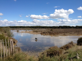 ARESQUIERS  PRES DE FRONTIGNAN-herault