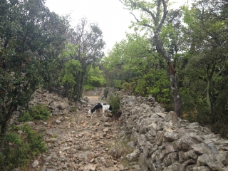 VIOLS-LE-FORT - CAZARILS-herault