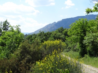 POUJOL - ROC DE BESSEDE - USCLADE-herault