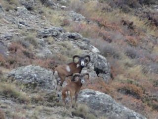ARET - ROSIS - CAROUX-herault