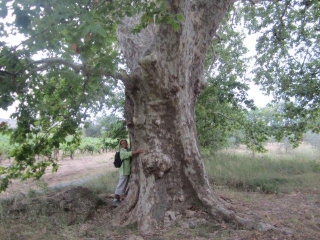 ROUJAN - ABBAYE DE CASSAN-herault