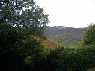FORET DES MONTS D ORB-herault