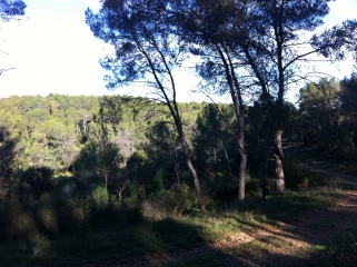 BOIS DE CLAPIERS-herault