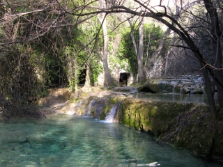 LAURET - BOIS DU PUECH DE DOLGUE-herault